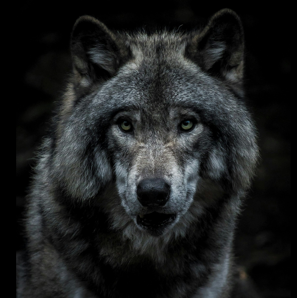 Marcelo Teotonio de Castro